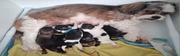 Kruising honden te koop: Mooie Boomer pups - Advertentie 28
