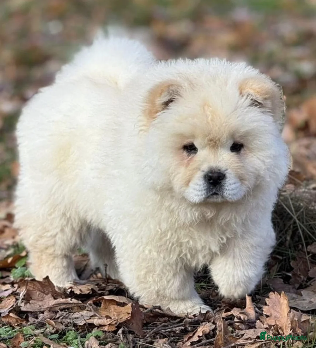 Chow Chow honden te koop:  chow chow teefje  - Advertentie 2