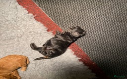 Poedel Toy honden te koop: Toy poedel teefje  in Oss - Afbeelding 5