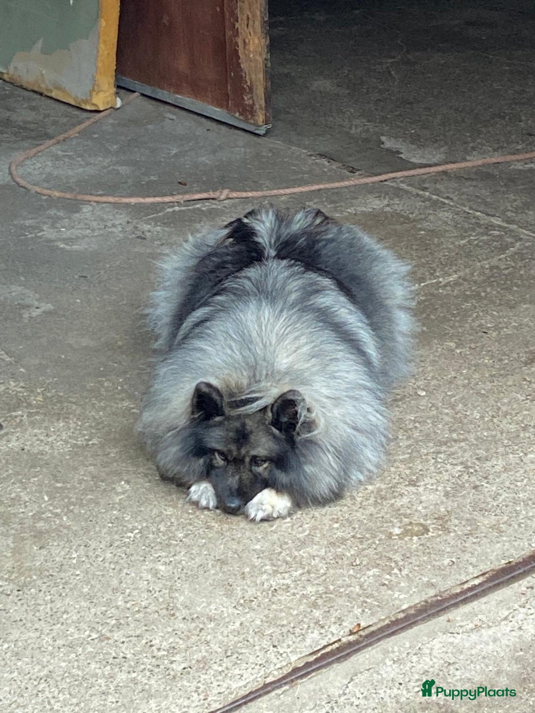 Keeshond honden te koop: Raszuivere blauwe /wolfsgrijze grote keeshond pups - Advertentie 10