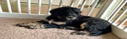 Bernedoodle honden te koop: unieke Bernedoodle pups - Advertentie 4