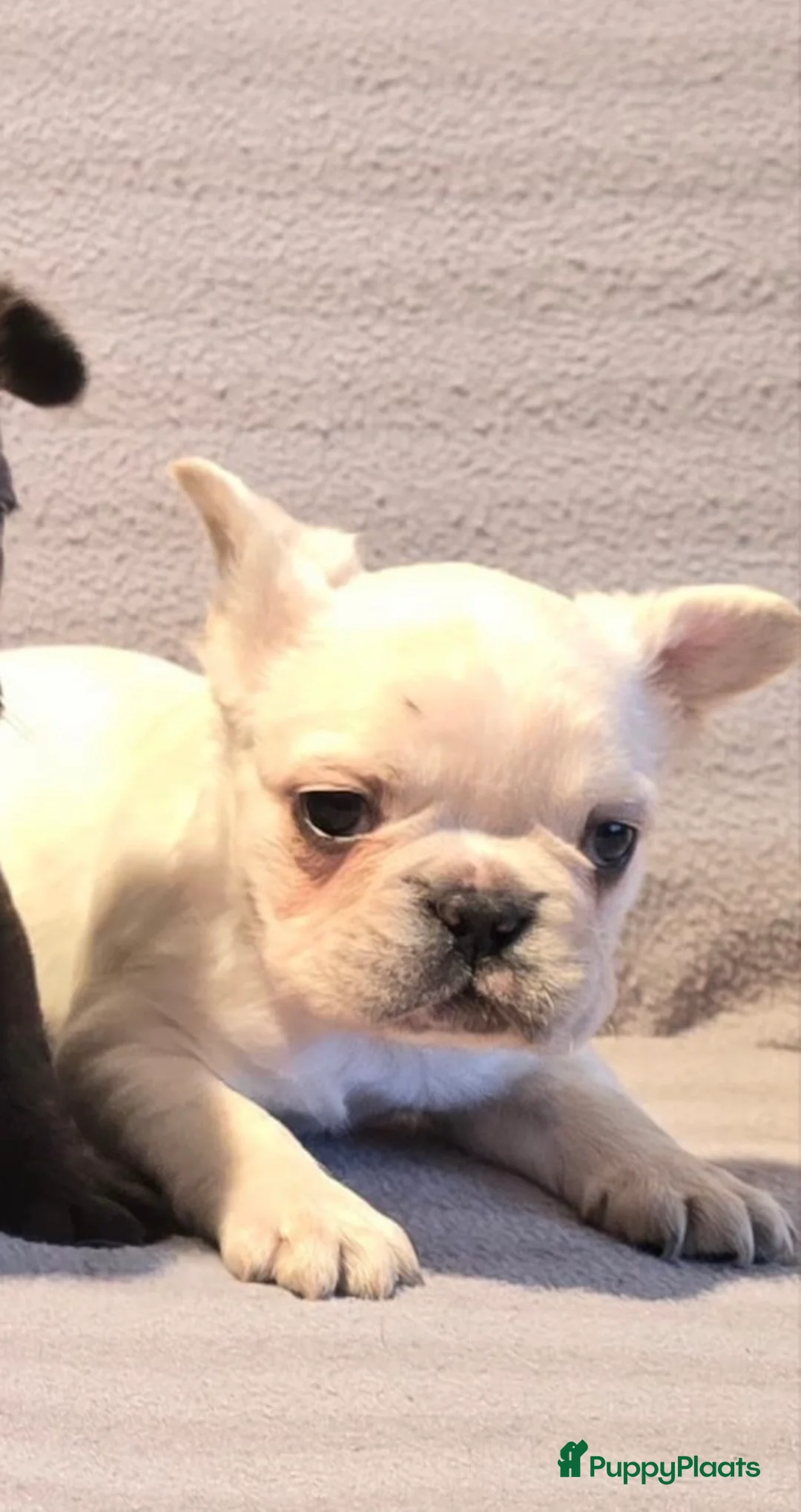 Franse Bulldog honden te koop: Laatste knappe fluffy fransbuldog reutje - Advertentie 4