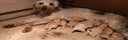 Labradoodle honden te koop: Labradoodle mini pups F3 reutjes blond/abrikoos - Advertentie 4