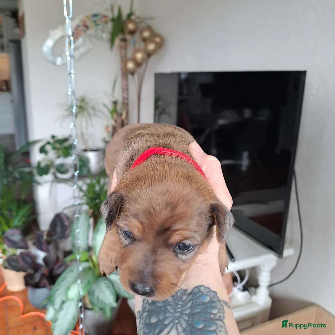 Jack Russel Terriër honden te koop: Zora&Sky's pups - Advertentie 2