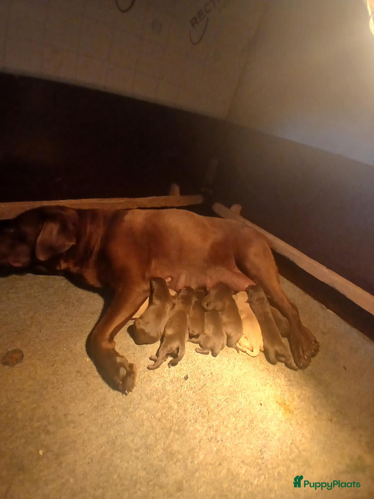 Labrador Retriever honden Te koop mooie labrador pups - Advertentie 1