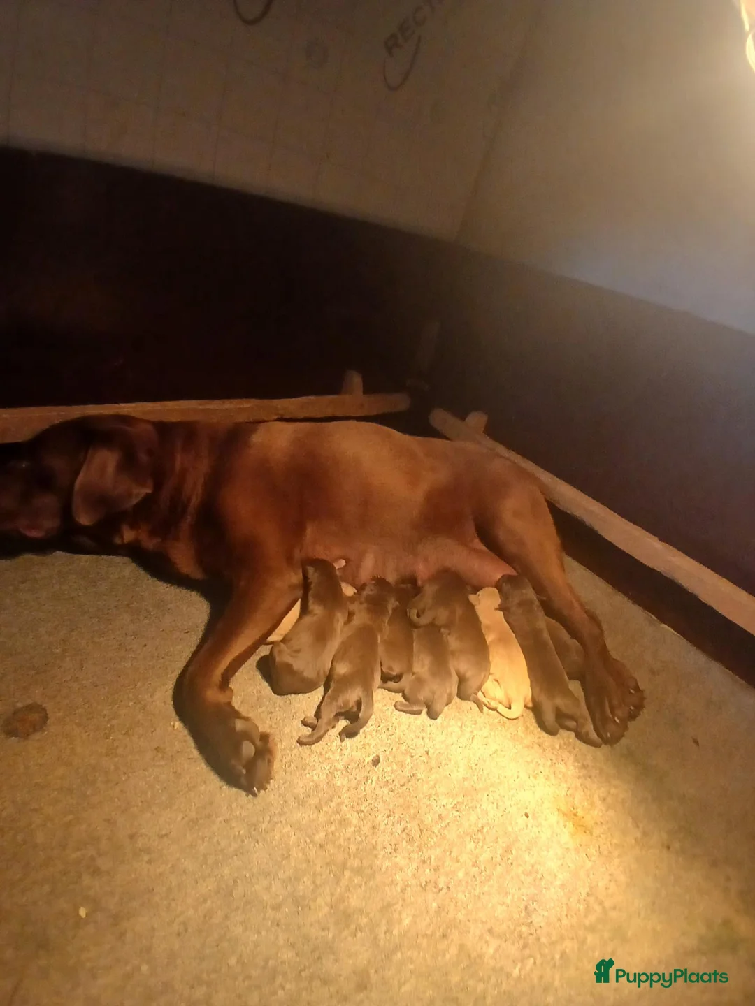 Labrador Retriever honden te koop: Te koop mooie labrador pups - Advertentie 1