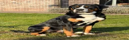 Grote Zwitserse Sennenhond honden te koop: Prachtige grote zwitserse sennenhond stamboek - Advertentie 20