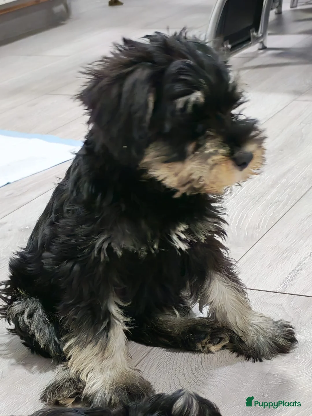 Dwergschnauzer honden te koop: Dwergschnauzer pups - Advertentie 2