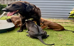 Rhodesian Ridgeback honden te koop: "Prachtige kruising Rhodesians"  in Bavel - Afbeelding 21