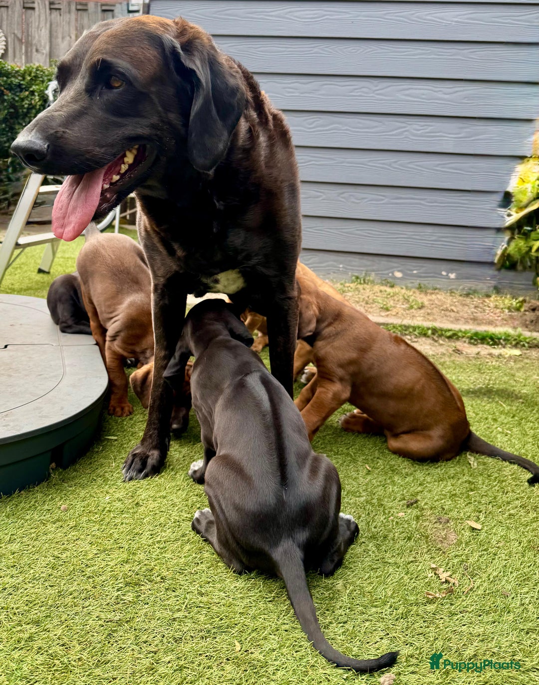 Rhodesian Ridgeback honden te koop: "Prachtige kruising Rhodesians"  in Bavel - Afbeelding 21