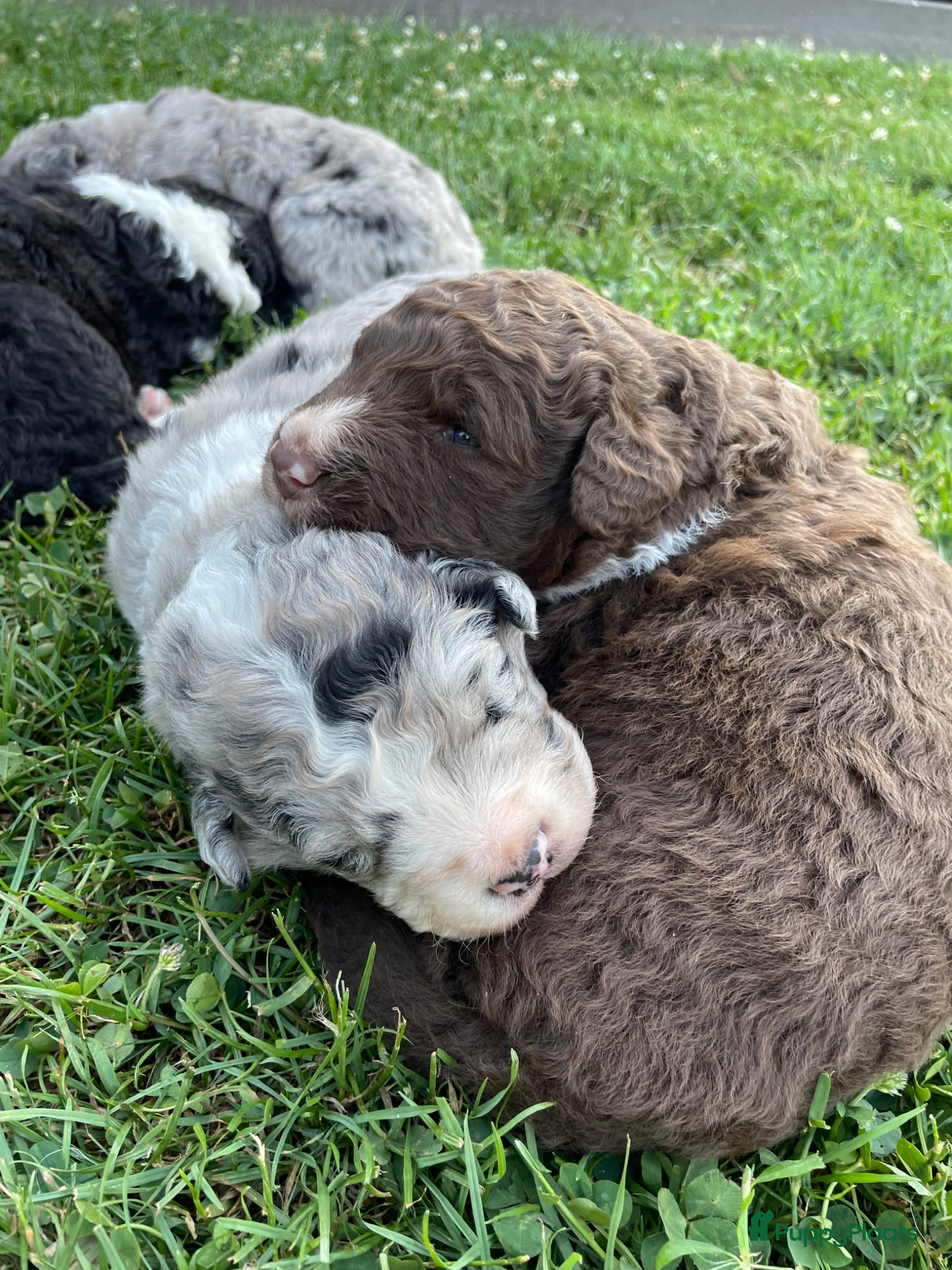 Kruising honden UNIEKE Wetterhoun X Australian Shepherd pups - Advertentie 1