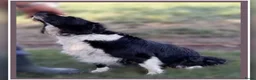 Border Collie honden te koop: Herplaatsing: Prachtig, lief Border Colliepup  - Advertentie 5