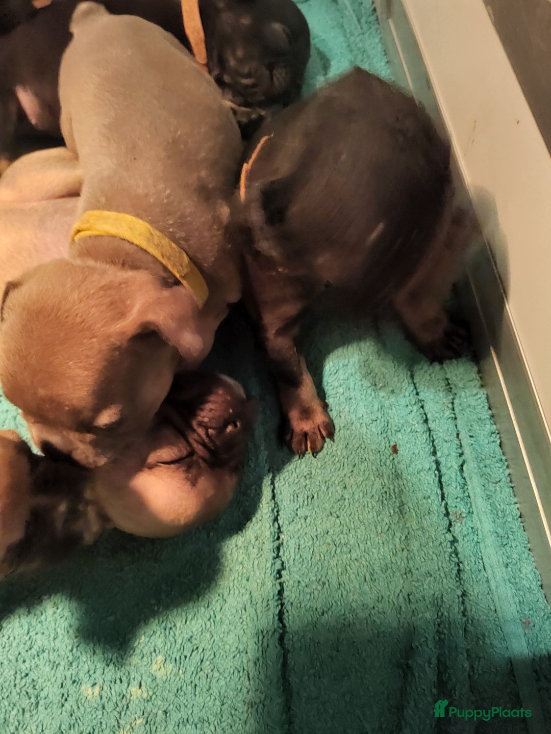 Franse Bulldog honden te koop: Fr bulldog puppy's uit geteste ouders - Advertentie 15