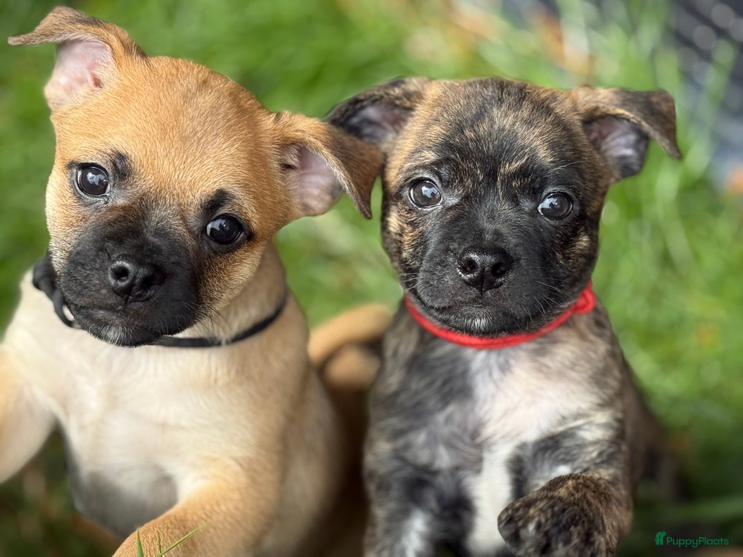 Kruising honden te koop: Kruising AHT American Hairless Terriër X Bulletje  in Hazerswoude-Rijndijk - Afbeelding 20