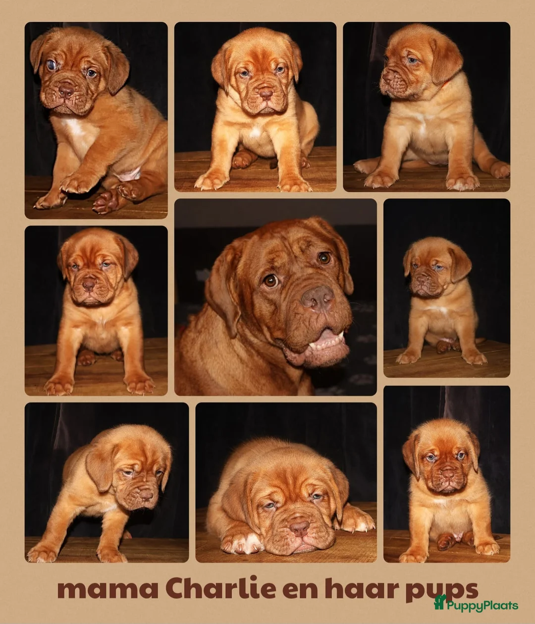 Bordeaux Dog honden te koop: Er zijn nog 2 reutjes en 1 teefje beschikbaar  - Advertentie 5