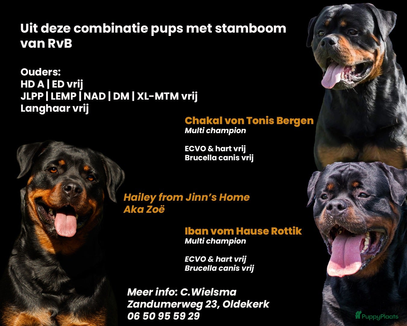 Rottweiler honden 9 Rottweiler pups met stamboom in Oldekerk - Advertentie 1