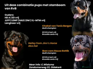 Rottweiler honden 9 Rottweiler pups met stamboom in Oldekerk - Advertentie 3
