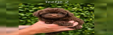 Teefje 2
