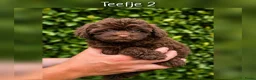 Maltipoo honden te koop: Prachtige Maltipoo pups beschikbaar  - Advertentie 5