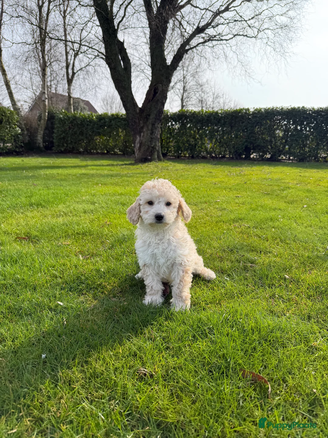 Labradoodle honden te koop: Mini Doodle (Poedel x Mini Labradoodle) pups - Advertentie 14