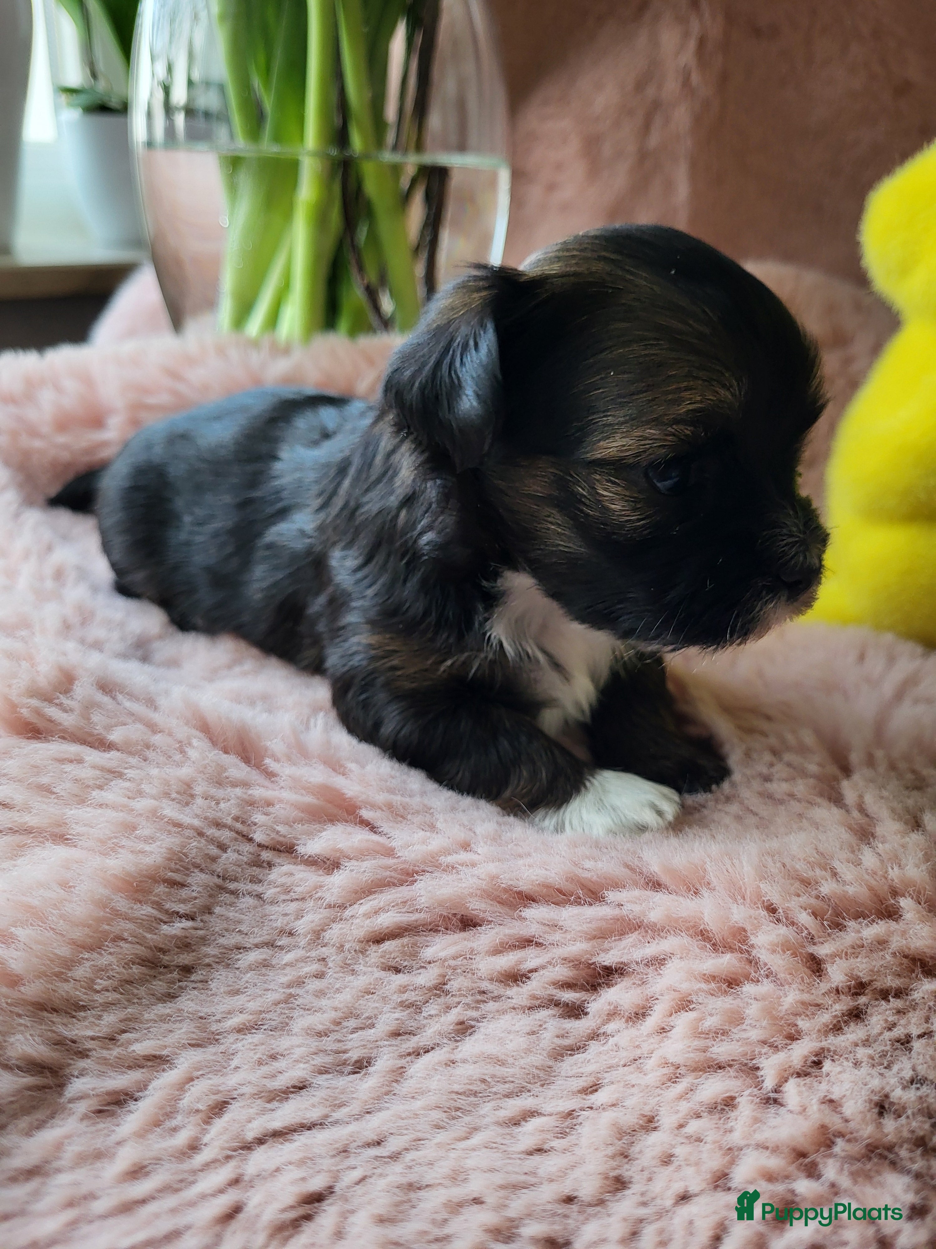 Havanezer honden Havanezer pups met FCI stamboom - Advertentie 1