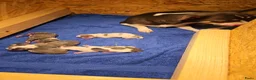 Chihuahua honden te koop: Chihuahua pups in Erp - Advertentie 2