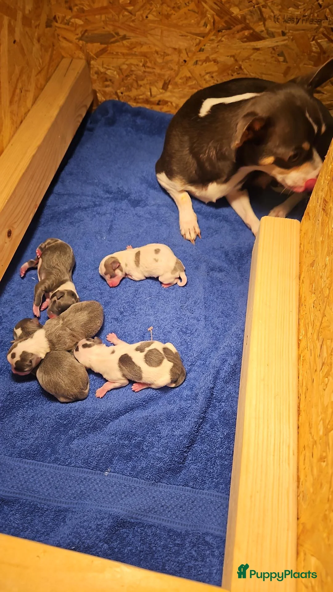Chihuahua honden te koop: Chihuahua pups in Erp - Advertentie 2