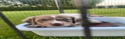 Kruising honden te koop: Prachtige pups Heidewachtel/ Australian Shepperd - Advertentie 4