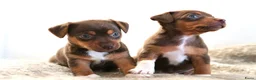 Jack Russel Terriër honden te koop: Stoere Jack Russel pups beschikbaar - Advertentie 18