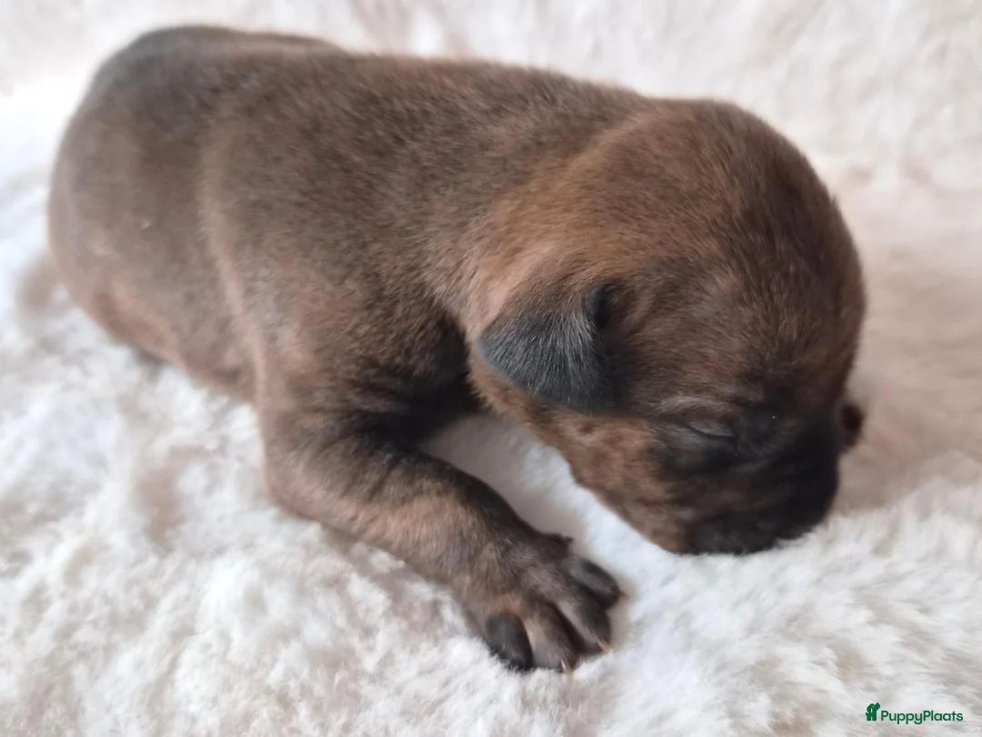 Amerikaanse Bully honden te koop: americanbully xl pup's  - Advertentie 2