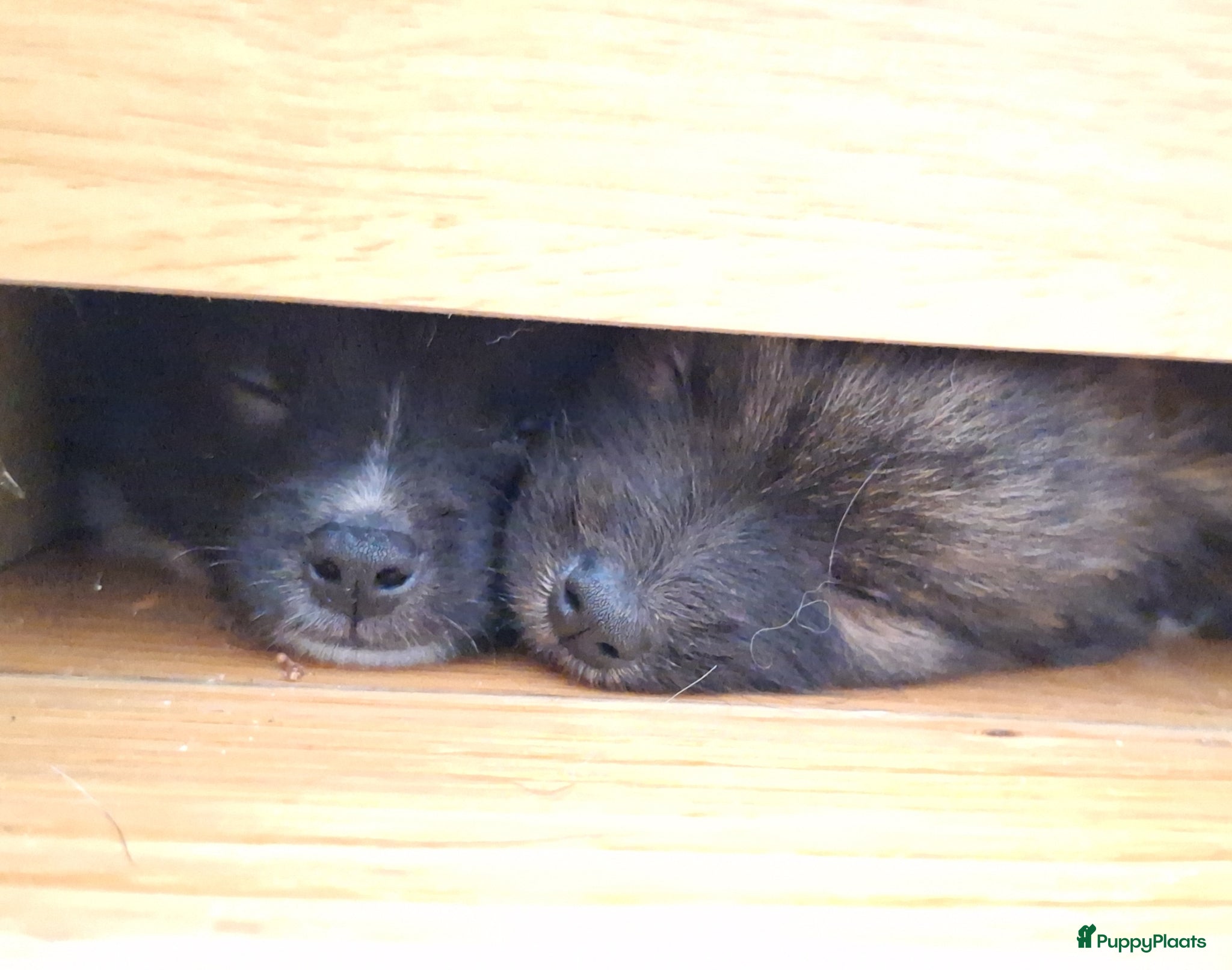Pomsky honden te koop: Futs 💙 F1b pomsky reu - Advertentie 3
