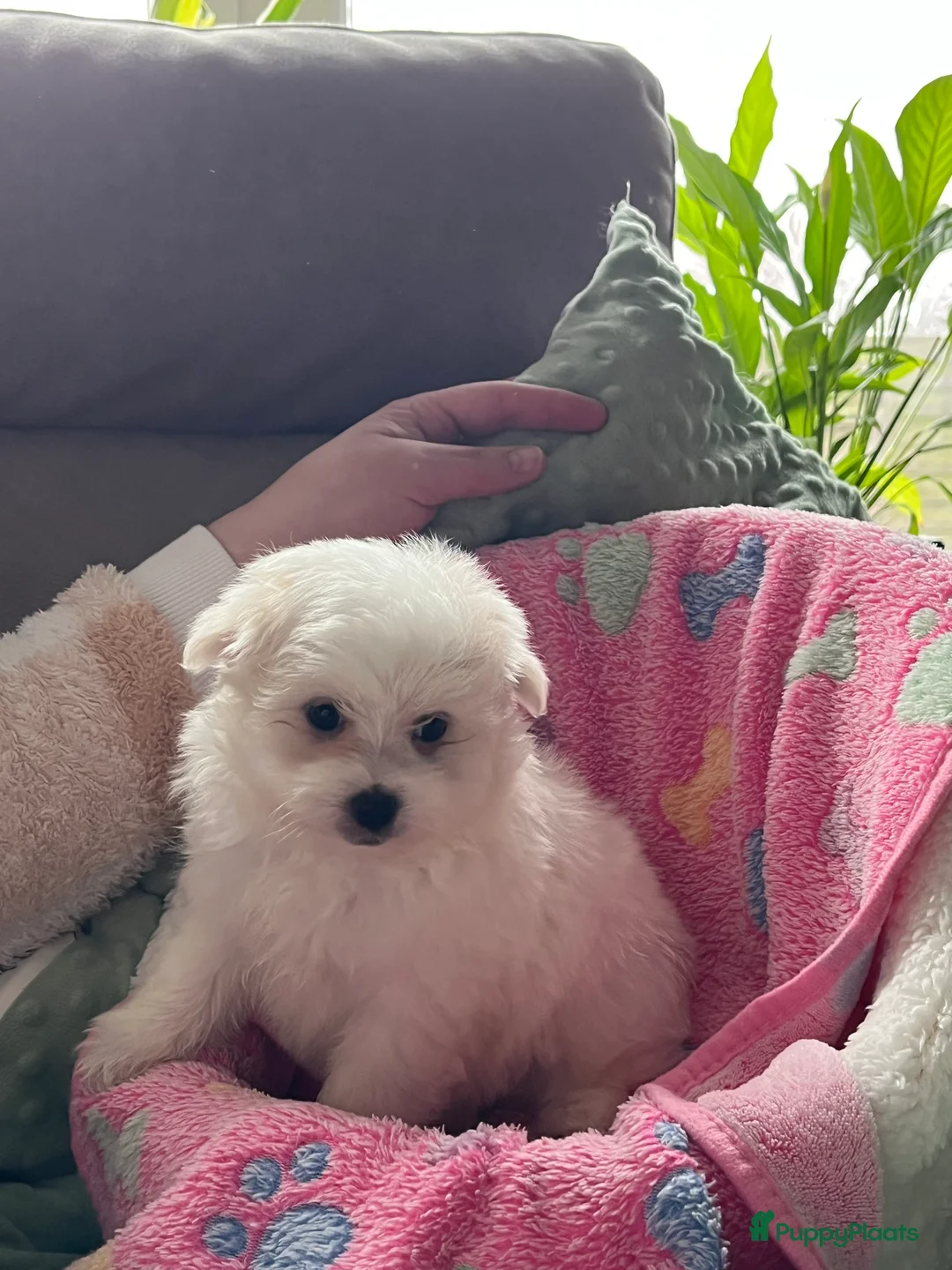 Maltipom honden te koop: Maltipoms  - Advertentie 11