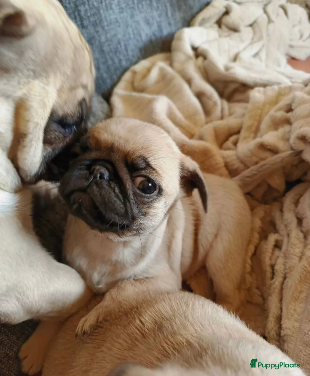 Mopshond honden te koop: Mopshond puppy’s, - Advertentie 5