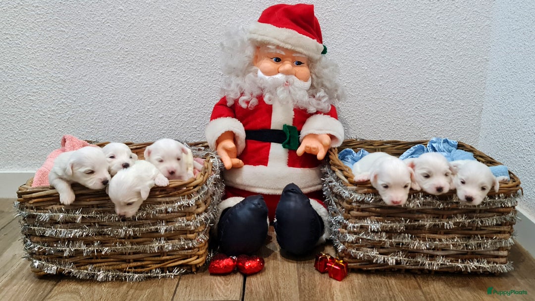 Maltezer honden te koop: 🥰 7 Prachtige Maltezer pups! 🐶 - Advertentie 7
