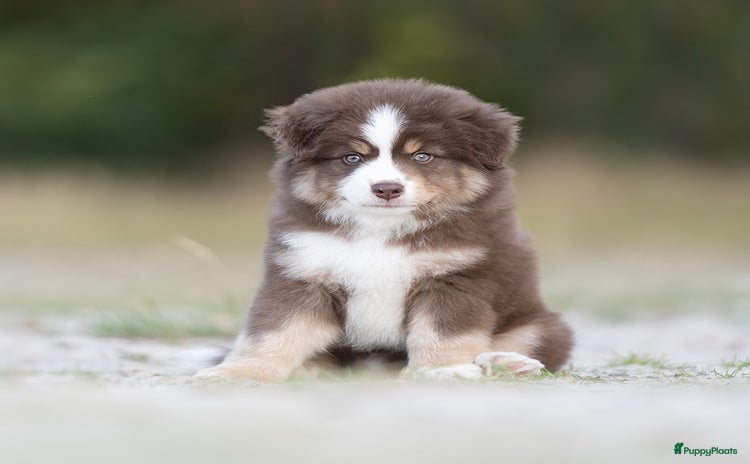 Australian Shepherd honden - Advertentie 16