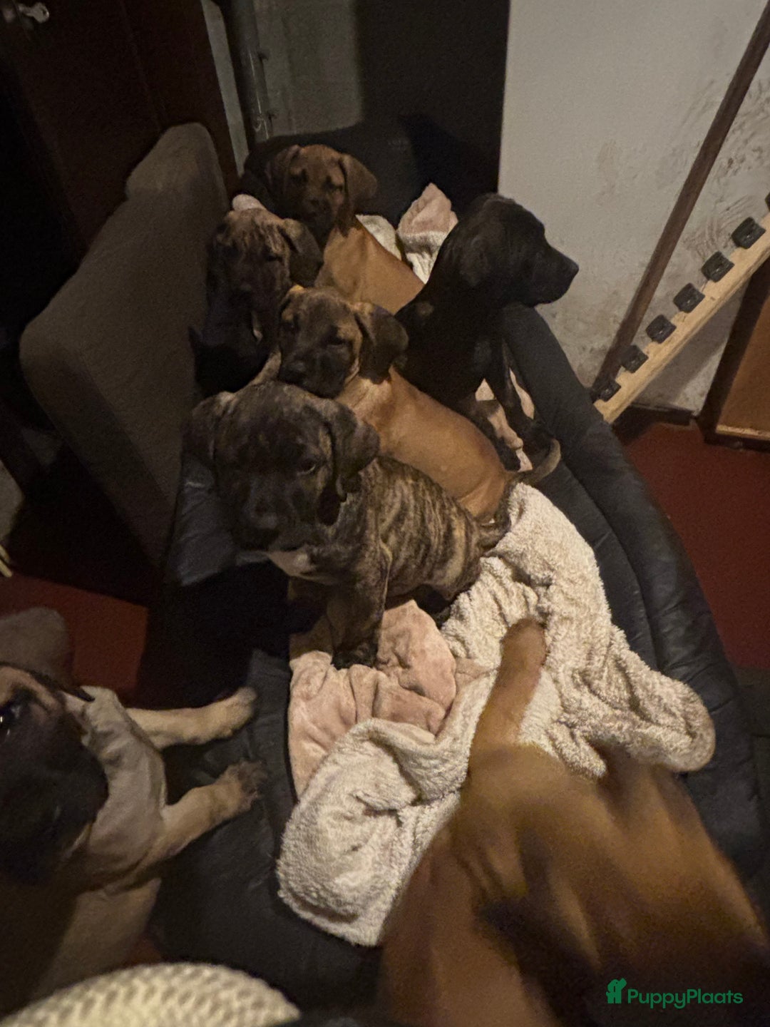 Kruising honden te koop: Mooie Presa/Fila 🥰 mastiff pups zoeken personeel  - Afbeelding 5