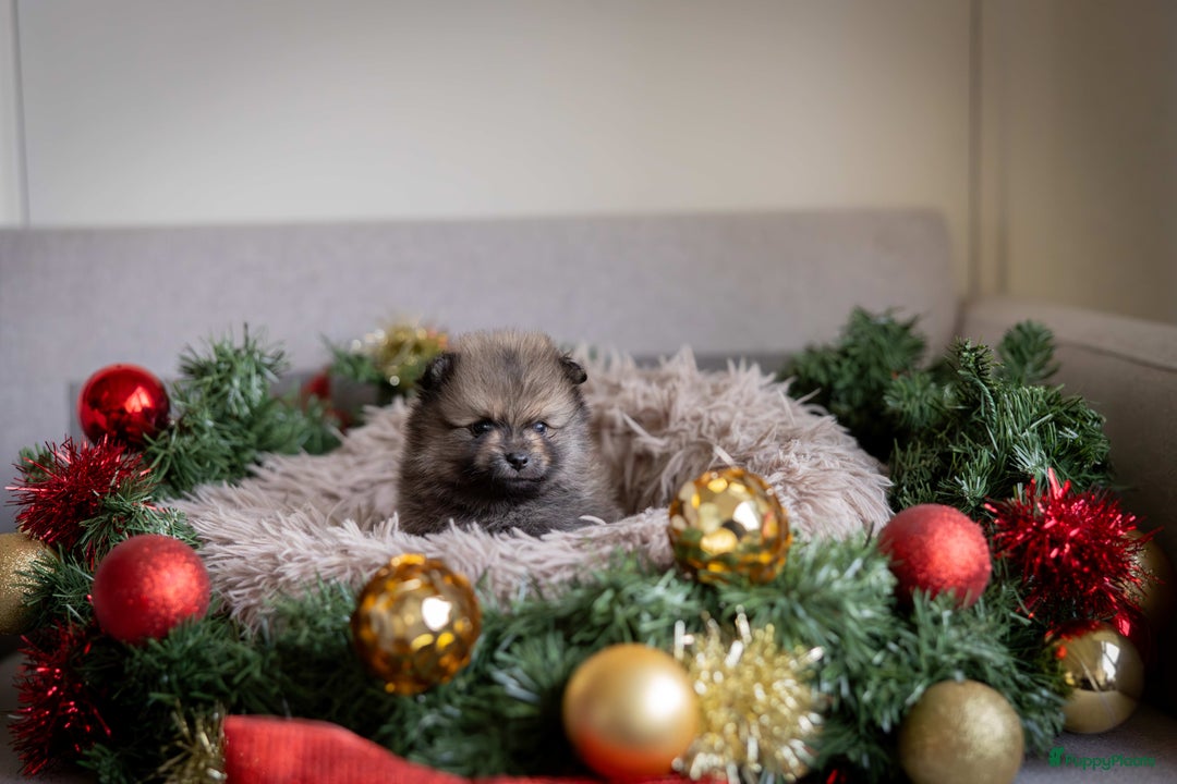 Pomeriaan honden te koop: Knappe Bear face Pomeriaan pups - Advertentie 5