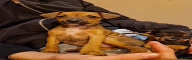 Dwergpinscher Puppy 8