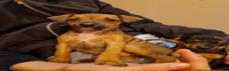 Dwergpinscher honden te koop: Dwergpinschers puppy's  - Advertentie 12
