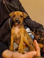 Dwergpinscher Puppy 8