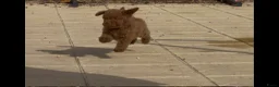Poedel Toy honden te koop: toy poedel pups rood - Advertentie 2