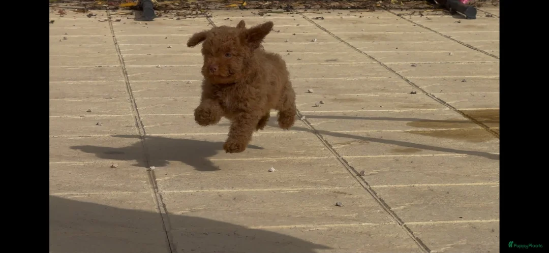 Poedel Toy honden te koop: toy poedel pups rood - Advertentie 2