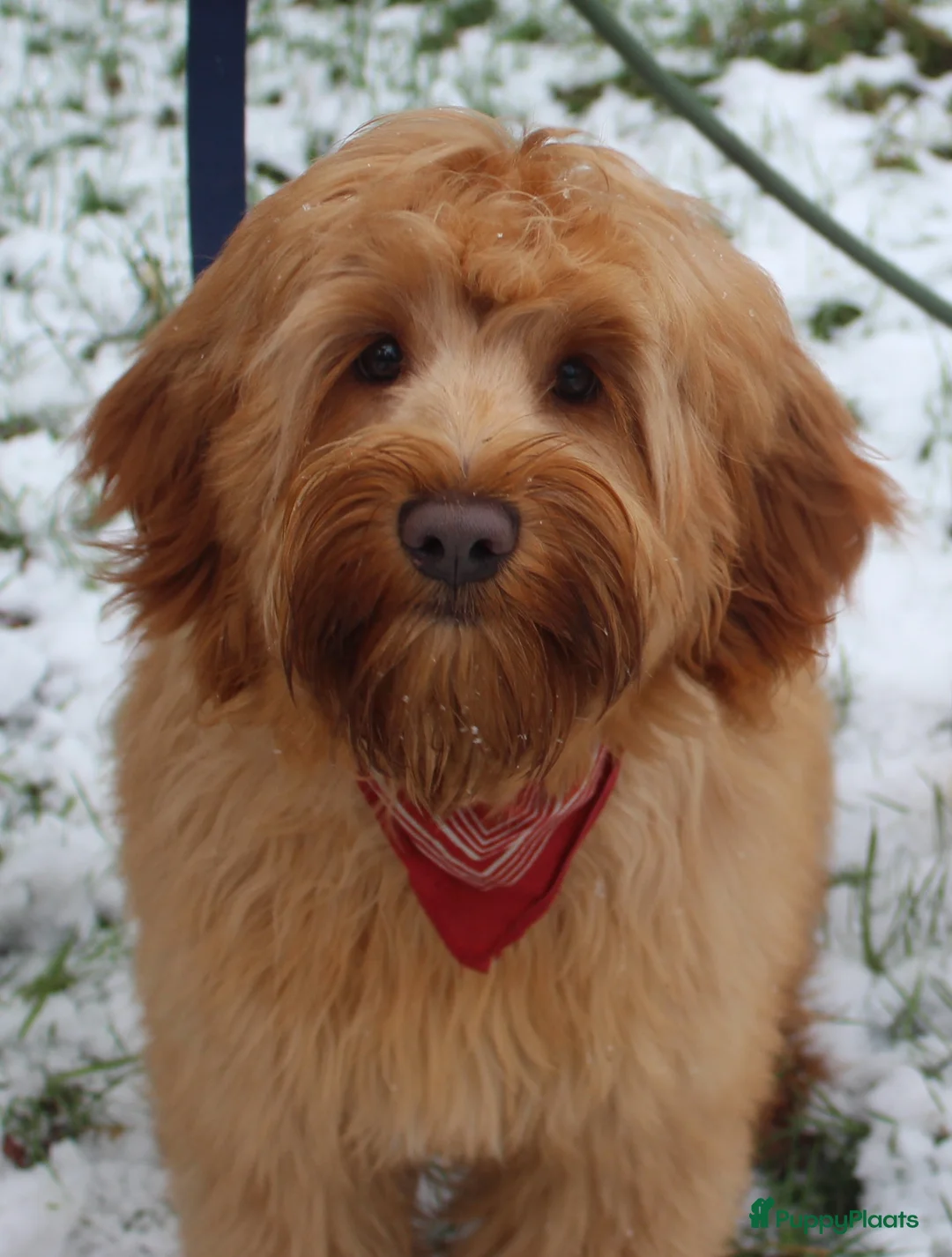 Australian Labradoodle honden te koop: te koop Australian labradoodles - Advertentie 3
