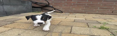 Jack Russel Terriër 1
