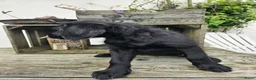 Labradoodle honden te koop: Laatste 2 labradoodles zoeken een eigen huisje - Advertentie 17