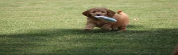 Goldendoodle honden te koop: Mooie Goldendoodle pups - Advertentie 16