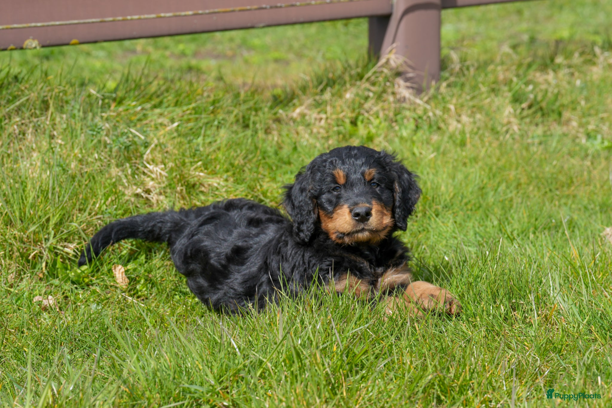Kruising honden Bernedoodle pups te koop - Advertentie 2