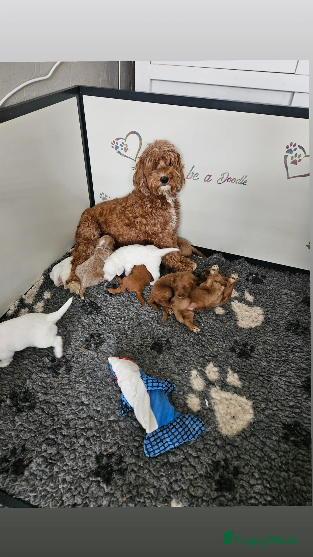 Australian Labradoodle honden te koop: Australian Labradoodle pups met wala stamboom  - Advertentie 1