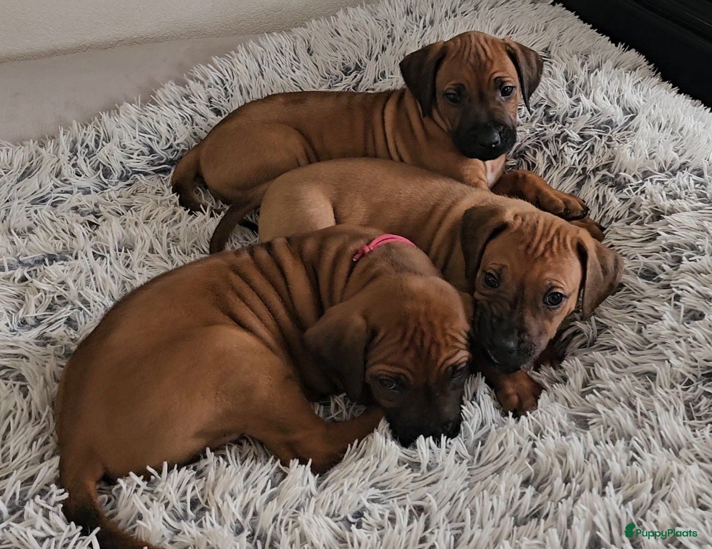 Rhodesian Ridgeback honden Rhodesian Ridgeback reutjes (nog keuze uit 3) - Advertentie 3