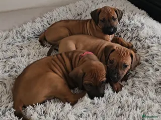 Rhodesian Ridgeback honden Rhodesian Ridgeback reutjes (nog keuze uit 3) - Advertentie 3